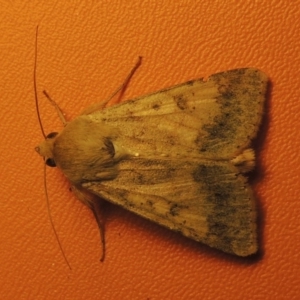 Helicoverpa punctigera at Bonython, ACT - 21 Oct 2016 11:57 PM