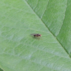 Lauxaniidae (family) (Unidentified lauxaniid fly) at Conder, ACT - 21 Oct 2016 by MichaelBedingfield