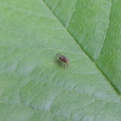 Lauxaniidae (family) at Conder, ACT - 21 Oct 2016