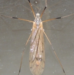 Tipulidae or Limoniidae (family) (Unidentified Crane Fly) at Conder, ACT - 22 Oct 2016 by MichaelBedingfield