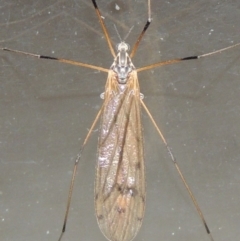 Tipulidae or Limoniidae (family) (Unidentified Crane Fly) at Conder, ACT - 22 Oct 2016 by MichaelBedingfield