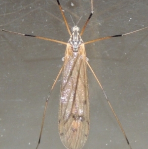 Tipulidae or Limoniidae (family) at Conder, ACT - 22 Oct 2016 12:16 AM