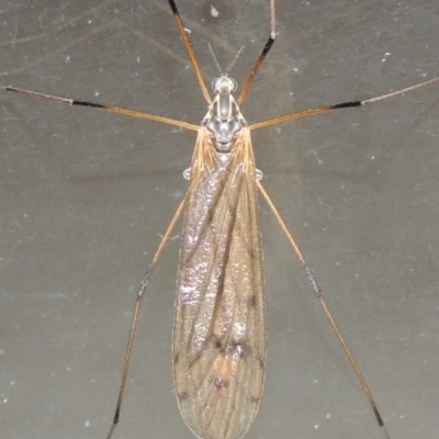 Tipulidae or Limoniidae (family) (Unidentified Crane Fly) at Pollinator-friendly garden Conder - 21 Oct 2016 by michaelb