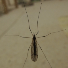 Tipulidae or Limoniidae (family) at Conder, ACT - 22 Oct 2016