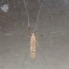 Tipulidae or Limoniidae (family) at Conder, ACT - 22 Oct 2016