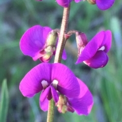 Swainsona recta (Small Purple Pea) at QPRC LGA - 23 Oct 2016 by Wandiyali