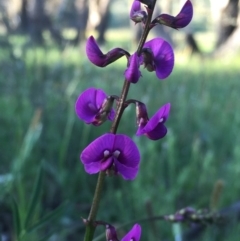 Swainsona recta at Googong, NSW - suppressed