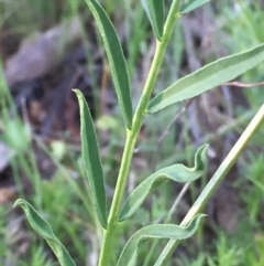 Swainsona recta at Googong, NSW - 24 Oct 2016