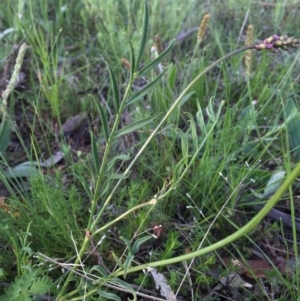 Swainsona recta at Googong, NSW - suppressed