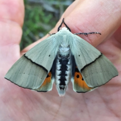 Gastrophora henricaria (Fallen-bark Looper, Beautiful Leaf Moth) at QPRC LGA - 23 Oct 2016 by Wandiyali