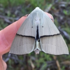 Gastrophora henricaria at Googong, NSW - 24 Oct 2016