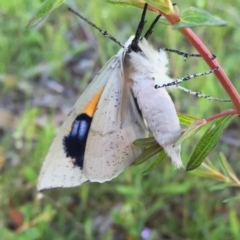 Gastrophora henricaria at Googong, NSW - 24 Oct 2016 08:14 AM