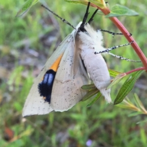 Gastrophora henricaria at Googong, NSW - 24 Oct 2016