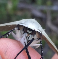 Gastrophora henricaria at Googong, NSW - 24 Oct 2016