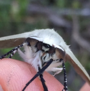 Gastrophora henricaria at Googong, NSW - 24 Oct 2016