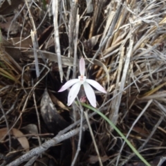 Caladenia fuscata (Dusky Fingers) at Black Mountain - 16 Oct 2016 by Jo