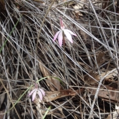 Caladenia fuscata (Dusky Fingers) at Point 5810 - 16 Oct 2016 by Jo