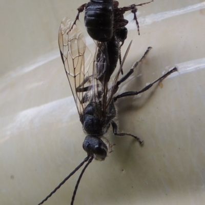 Tiphiidae (family) (Unidentified Smooth flower wasp) at Conder, ACT - 21 Oct 2016 by MichaelBedingfield