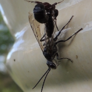 Tiphiidae (family) at Conder, ACT - 21 Oct 2016