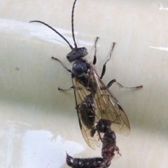 Tiphiidae (family) at Conder, ACT - 21 Oct 2016