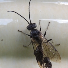 Tiphiidae (family) at Conder, ACT - 21 Oct 2016