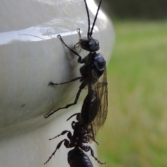 Tiphiidae (family) at Conder, ACT - 21 Oct 2016