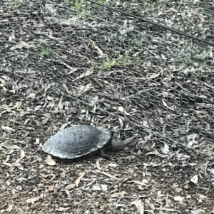 Chelodina longicollis at Forde, ACT - 22 Oct 2016