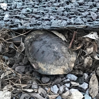 Chelodina longicollis (Eastern Long-necked Turtle) at Mulligans Flat - 22 Oct 2016 by lhowell