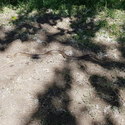 Pseudonaja textilis (Eastern Brown Snake) at Lake Burley Griffin Central/East - 24 Jan 2016 by maconachie