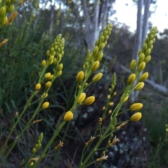 Bulbine bulbosa (Golden Lily) at Jerrabomberra, NSW - 23 Oct 2016 by Wandiyali