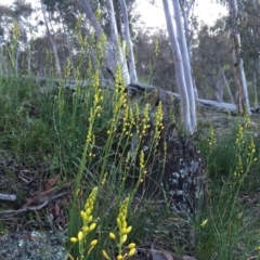 Bulbine bulbosa at Jerrabomberra, NSW - 24 Oct 2016 10:57 AM