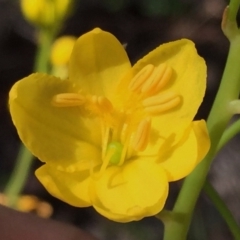 Bulbine bulbosa at Jerrabomberra, NSW - 24 Oct 2016