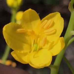 Bulbine bulbosa at Jerrabomberra, NSW - 24 Oct 2016