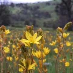 Bulbine bulbosa (Golden Lily, Bulbine Lily) at Googong, NSW - 24 Oct 2016 by Wandiyali