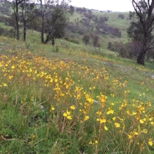 Bulbine bulbosa at Googong, NSW - 24 Oct 2016 10:59 AM