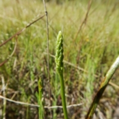 Microtis sp. (Onion Orchid) at Mount Painter - 23 Oct 2016 by CathB