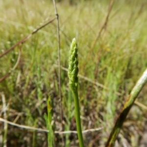 Microtis sp. at Belconnen, ACT - 23 Oct 2016