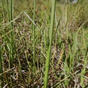 Microtis sp. at Belconnen, ACT - 23 Oct 2016