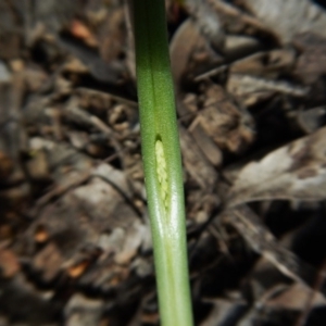 Microtis sp. at Belconnen, ACT - 23 Oct 2016