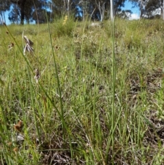 Microtis sp. at Belconnen, ACT - 23 Oct 2016