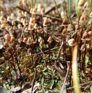 Asterella drummondii at Belconnen, ACT - 23 Oct 2016