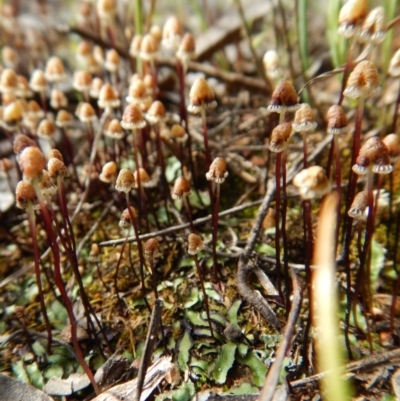 Asterella drummondii (A thallose liverwort) at Belconnen, ACT - 23 Oct 2016 by CathB