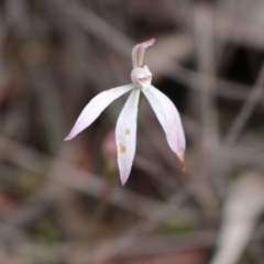 Caladenia fuscata (Dusky Fingers) at Point 5810 - 16 Oct 2016 by Jo