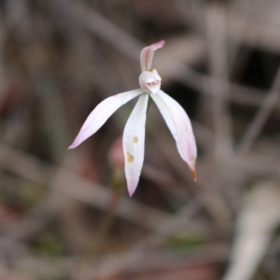 Caladenia fuscata (Dusky Fingers) at Canberra Central, ACT - 16 Oct 2016 by Jo