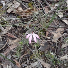 Caladenia fuscata at Point 5810 - 16 Oct 2016