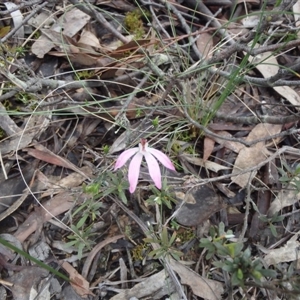 Caladenia fuscata at Undefined Area - suppressed