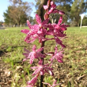 Dipodium punctatum at Kambah, ACT - suppressed