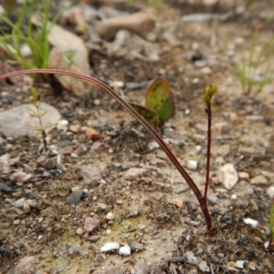 Caleana minor (Small Duck Orchid) at Point 3852 - 23 Oct 2016 by CathB