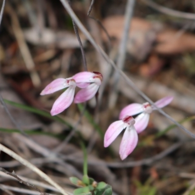 Caladenia fuscata (Dusky Fingers) at Canberra Central, ACT - 16 Oct 2016 by Jo