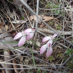 Caladenia fuscata at Point 5810 - 16 Oct 2016